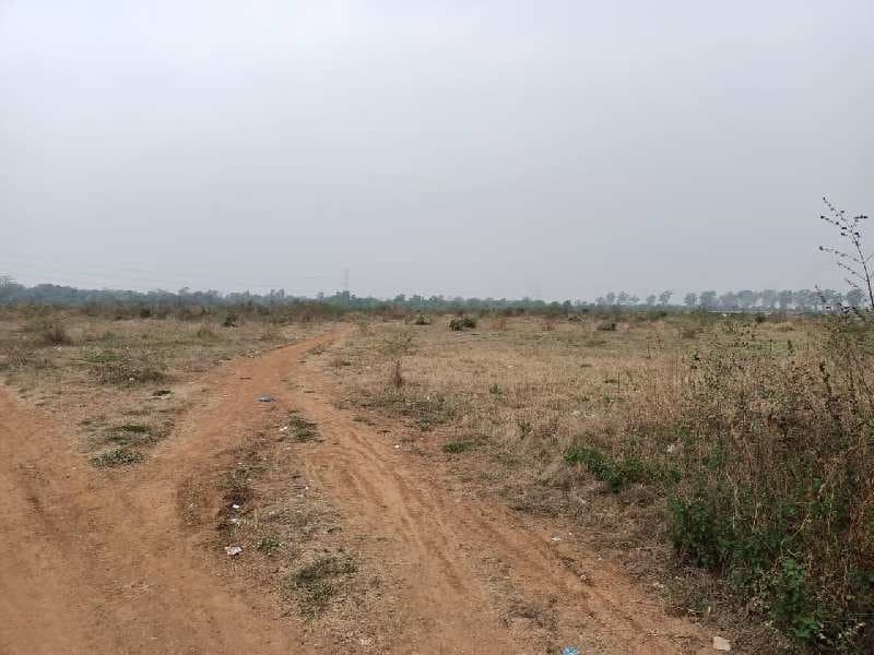 Agro Fruits Palm Plantation Investment Opportunity — photo 1